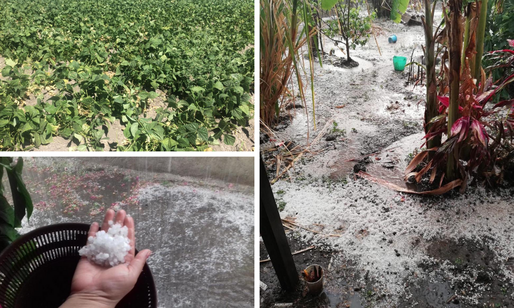 Granizada afecta campos de legumbres en la Mixteca 