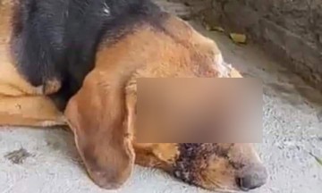 Muere perro al que le sacaron los ojos en Tehuacán