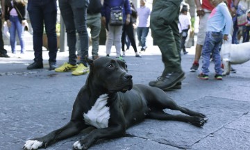 Rescatan a pitbull encajuelado en Izúcar