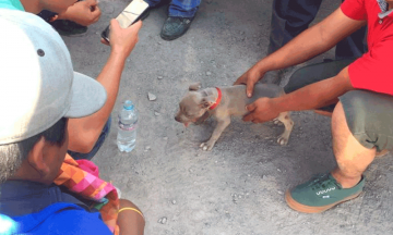 Rescatan a pitbull encajuelado