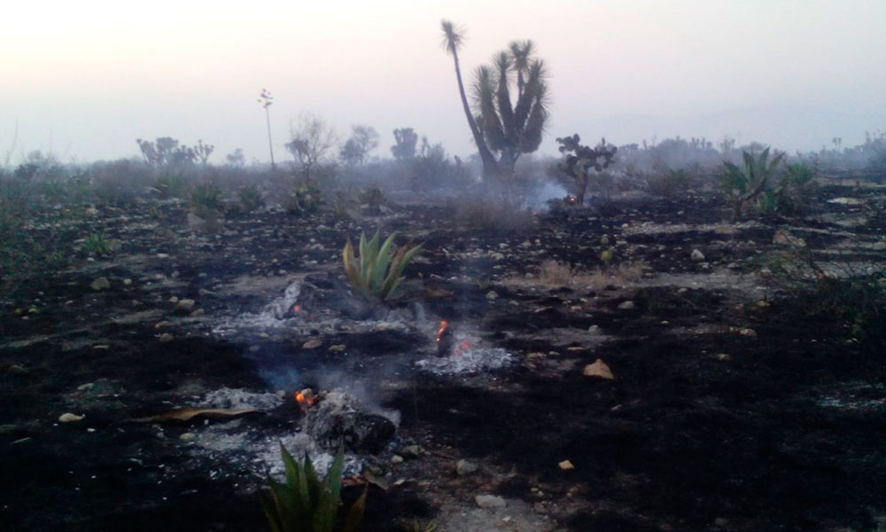 Incendio afectó 100 hectáreas en la Biosfera Tehuacán-Cuicatlán