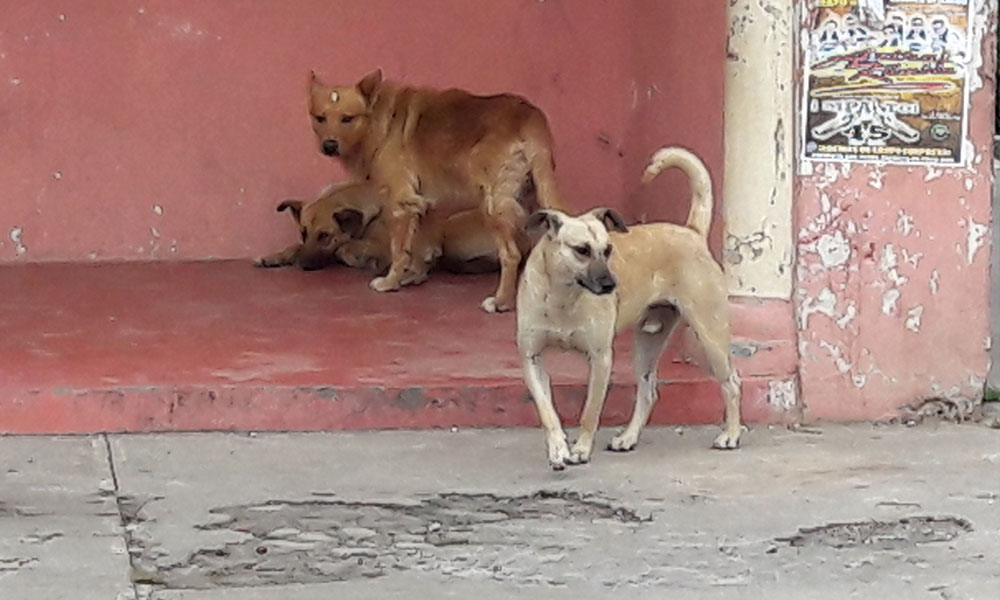 Invaden perros salvajes urbes en Teziutlán