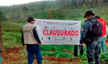 Van 200 denuncias por tala clandestina