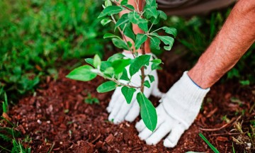 Reforestarán cerro afectado por incendio en Texmelucan