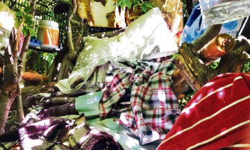 En Tehuacán, viven ocho personas en copas de árboles