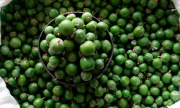 Efectuarán concurso del tempexquixtle en Ajalpan