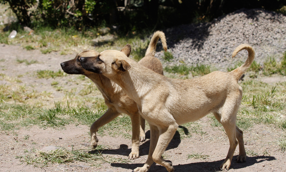 Aumenta cifra de animales callejeros en Texmelucan