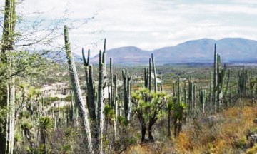 Vigilan Reserva para evitar el saqueo de especies endémicas
