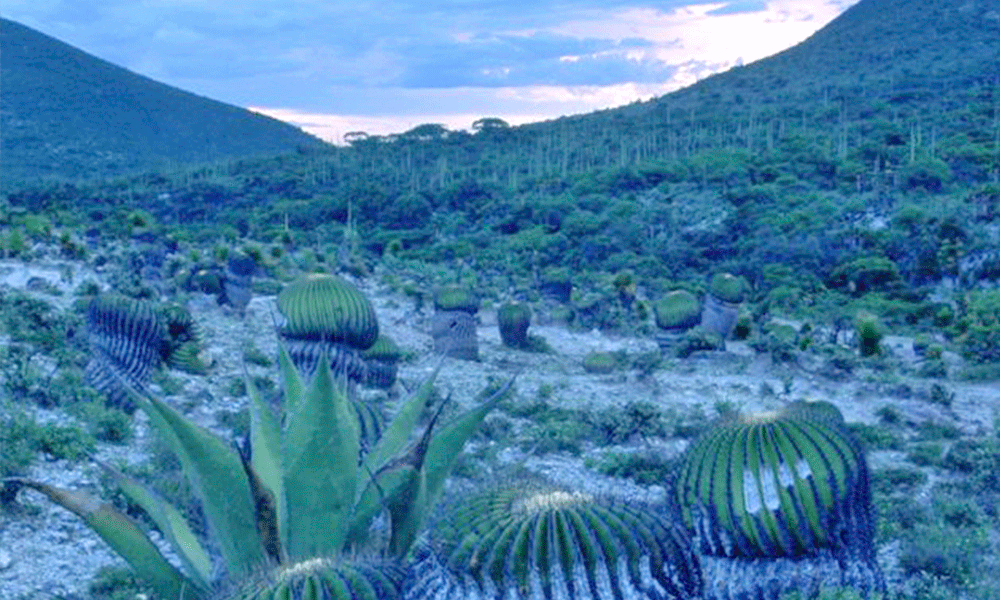 Proyecto eólico afectará flora y fauna de biósfera Tehuacán-Cuicatlán,