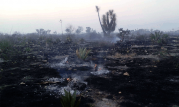 10 incendios en Reserva de la Biósfera Tehuacán-Cuicatlán