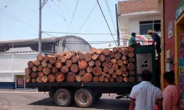 Piden explicar tala de bosques incendiados