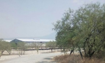 Granja en Nativitas genera fuerte contaminación
