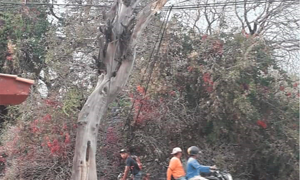 Con el “Plan Castor” podarán 110 árboles en Atlixco