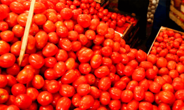 Preocupan aranceles a productores de jitomate en Tehuacán