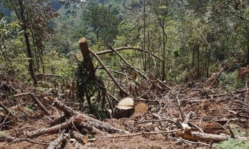 Responsabilizan a exedil por tala en Tlatlauquitepec