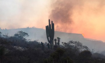 Hasta en dos años se podrá recuperar biodiversidad de la Reserva de Tehuacán