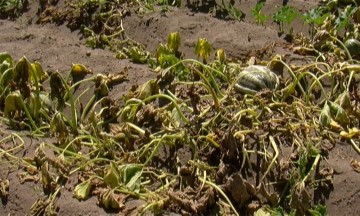 Granizo afecta más de 400 hectáreas de cultivo en la región de Tehuacán