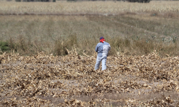 Sequía en la Mixteca afectará las cosechas 