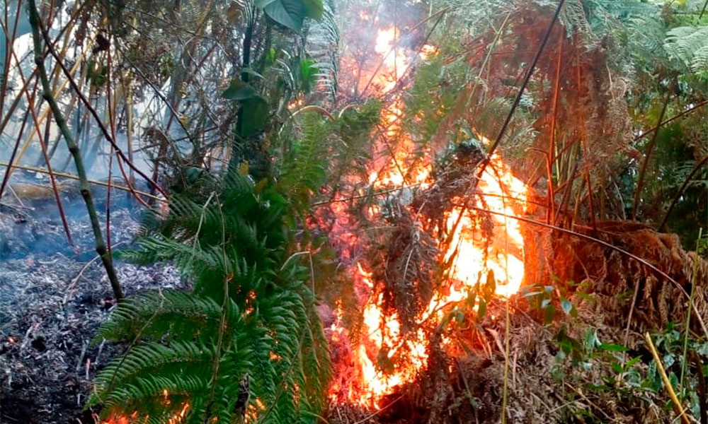 Reactivan de manera intencional incendio forestal en cerro El Mirador
