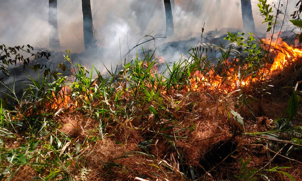 Controlan 40% incendio forestal en Acateno
