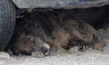 Envenenan a decena de perros en Oriental