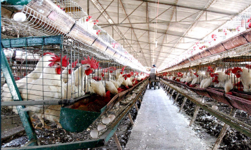 Repuntan robos en granjas avícolas en Tehuacán