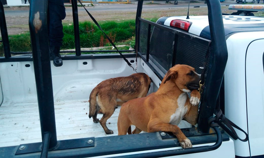 Tendrán en observación a tres perros en Texmelucan