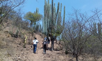Detectan dos especies nuevas de agave en la Reserva de la Biosfera