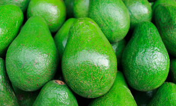 Aguacate, producto de lujo en Iz&uacute;car y La Mixteca