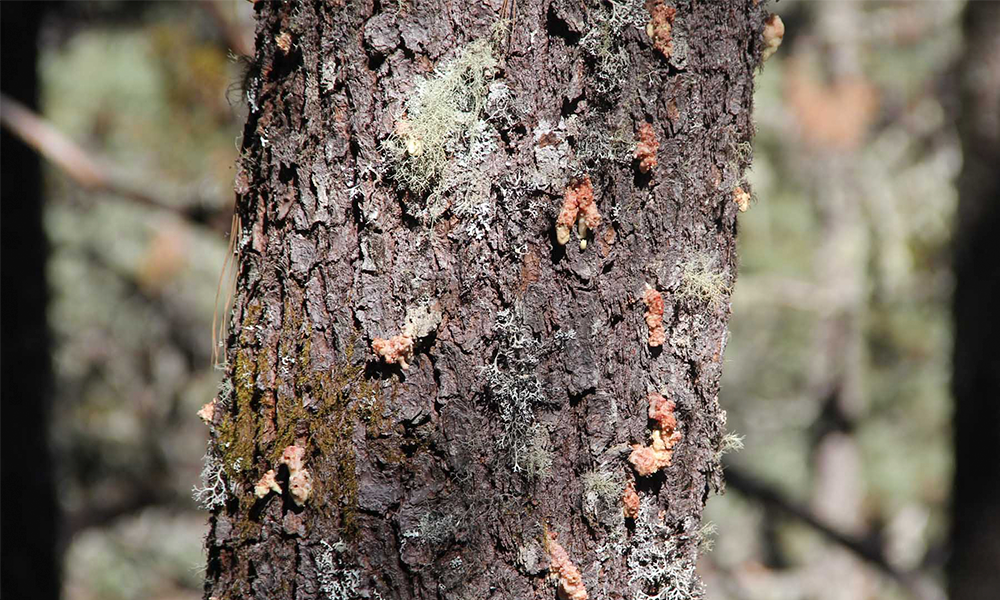 Plaga ataca a árboles del Cerro Zapotecas