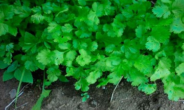 Frenan exportación de cilantro de Cuayucatepec a Estados Unidos