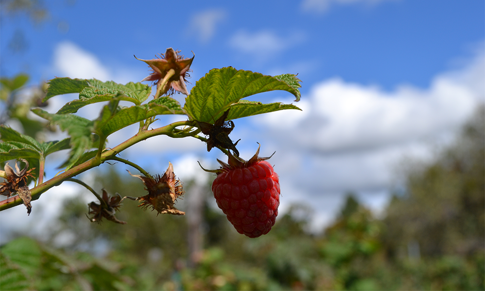 Con producción de berries detuvieron la migración en Huejotzingo