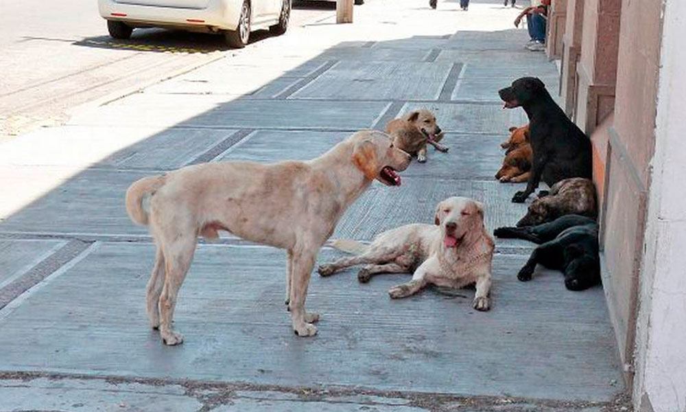 Estrangulan y envenenan a 12 perros en Zacapoaxtla