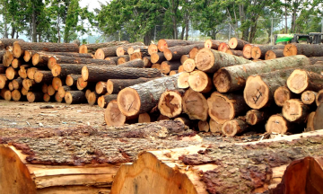 Acaba la tala ilegal con 200 hectáreas de Coyomeapan