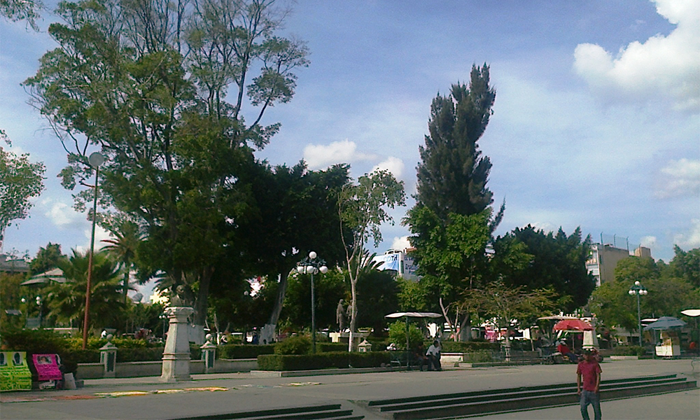 Plagas de hongo negro y escarabajo afectan parques de Tehuacán