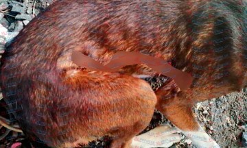 Mueren animales por presunta negligencia en Tepeojuma