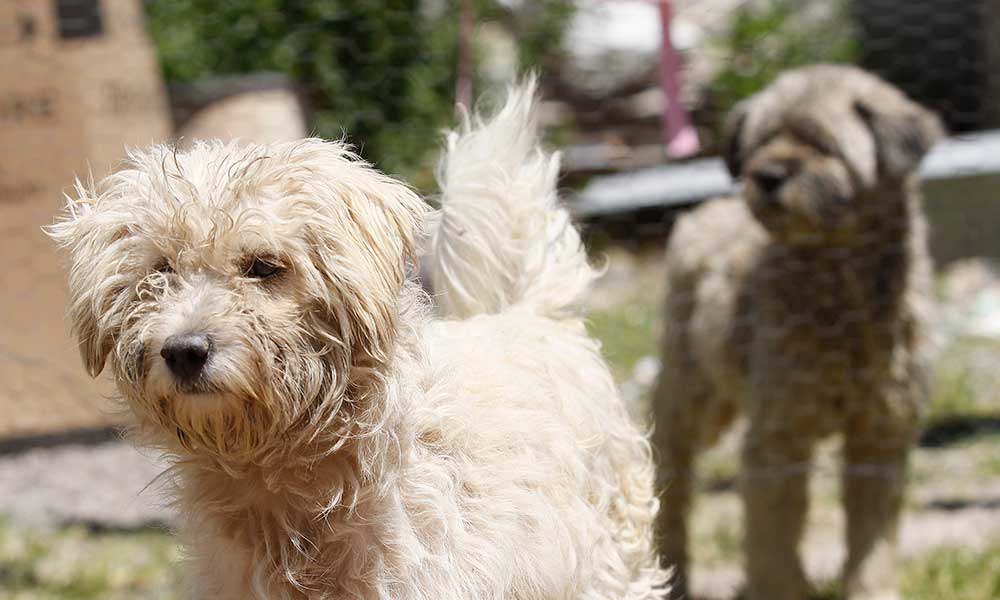 Calculan 23 mil perros callejeros en Texmelucan