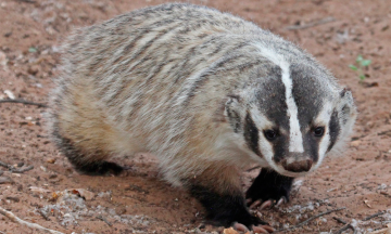 Detectan nuevo mamífero en Reserva de la Biósfera