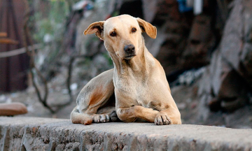 Envenenan a perros callejeros en Atlixco