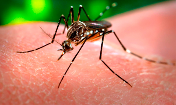Muere menor por dengue en Ayotoxco