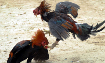Denuncian peleas de gallos clandestinas en Hueyapan