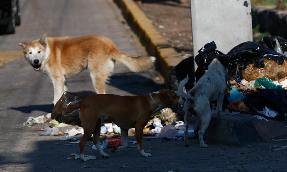 Detectan a 64 mil perros en situación de calle en Atlixco