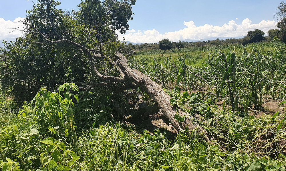 Granizo afecta cultivos de maíz en Huejotzingo
