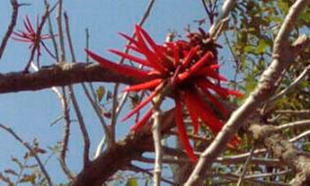 Artesano advierte extinción del árbol de pipi en Acatlán