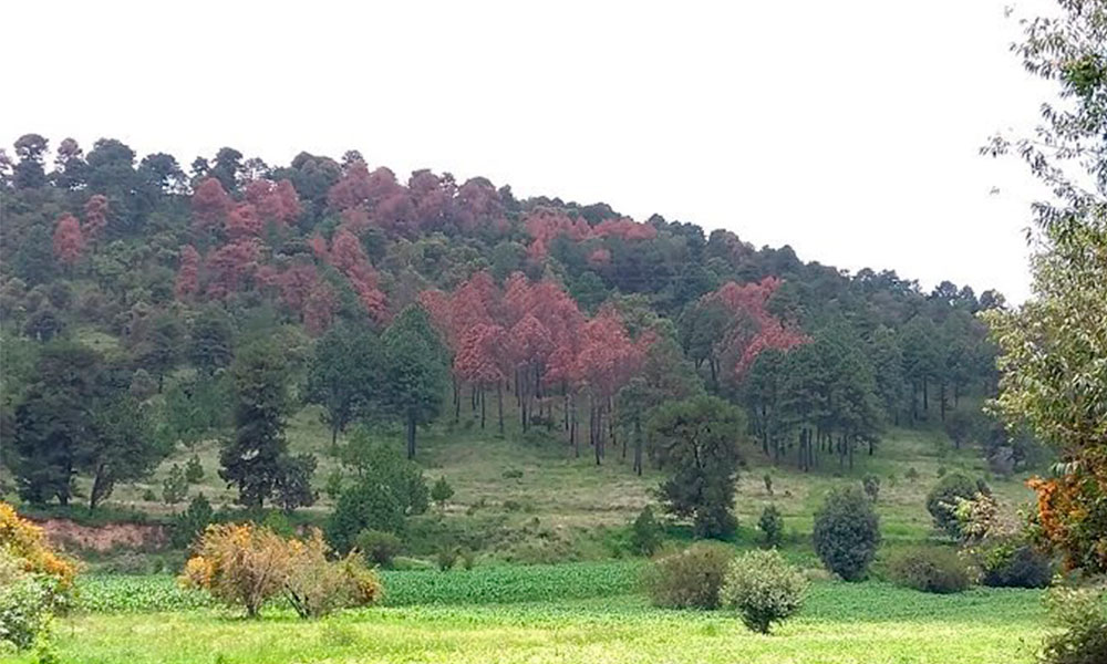 Talarán 100 árboles enfermos en el cerro de San Pedro Cholula
