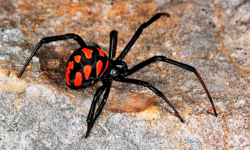 Piquetes de araña matan al ganado en Tecamachalco y Yehualtepec