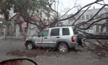 Árboles caídos y corte de luz, el saldo tras la tromba en Tehuacán