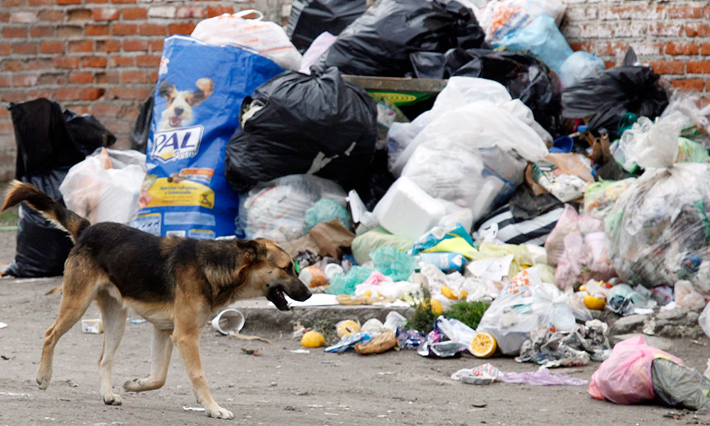  Buscan sancionar a servidor público por maltrato animal