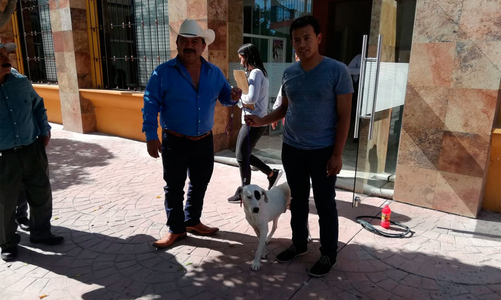 Rescatan perrito agredido en Huehuetlán El Chico