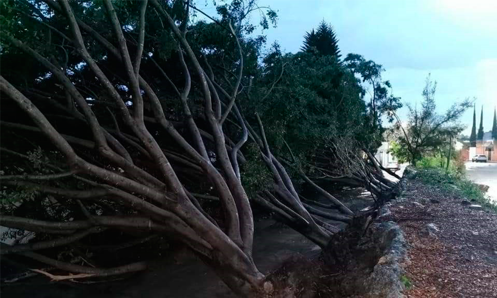Mala planeación causa la caída de 7 árboles en Tehuacán